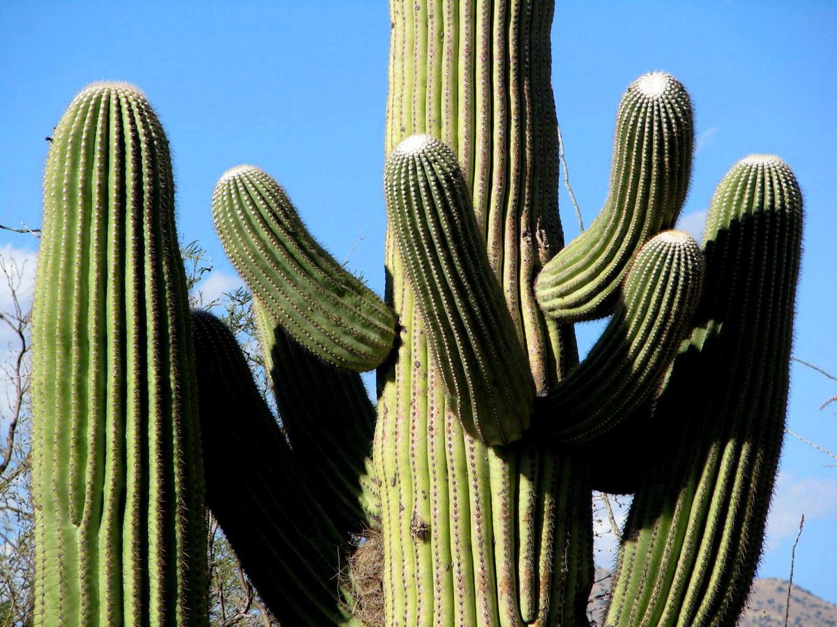 Saguaro National Park East.