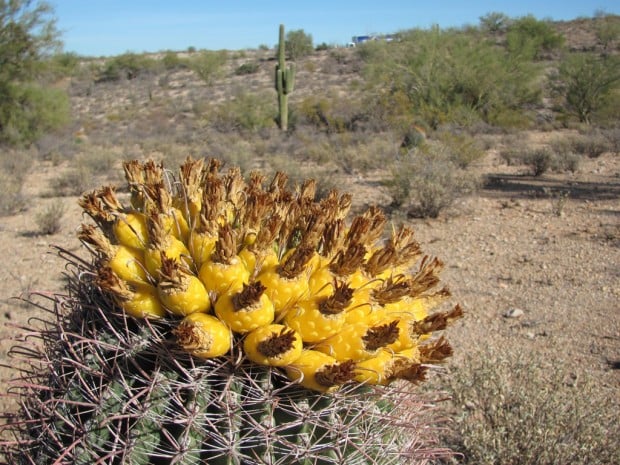 sonoran desert cactus fruit