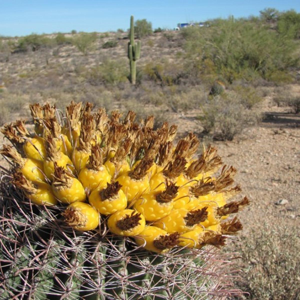 Now is the time to pick fruit off your barrel cactus 