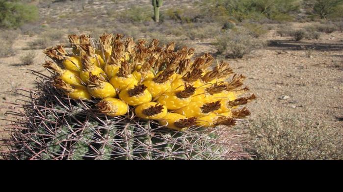 Now is the time to pick fruit off your barrel cactus