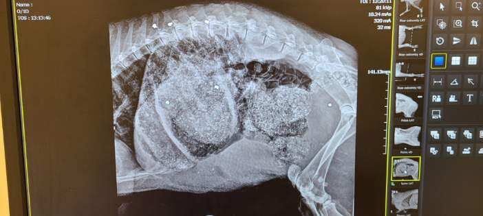 Javelina shot 17 times