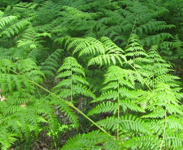 Mountain ferns