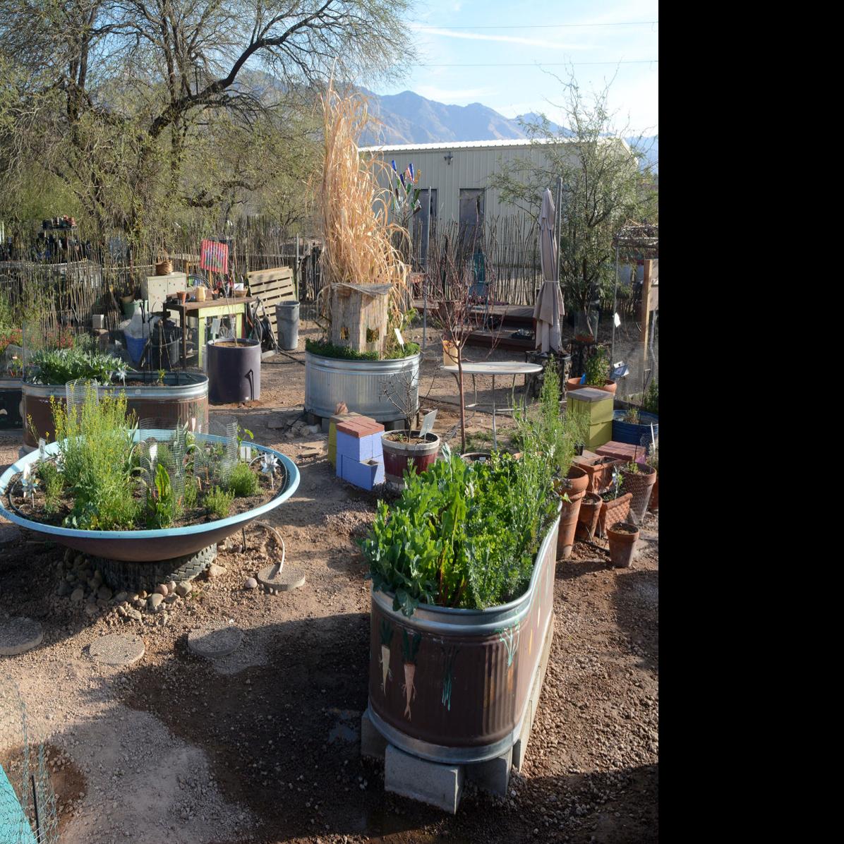 5 Tips For Container Gardening In The Desert Heat Tucson