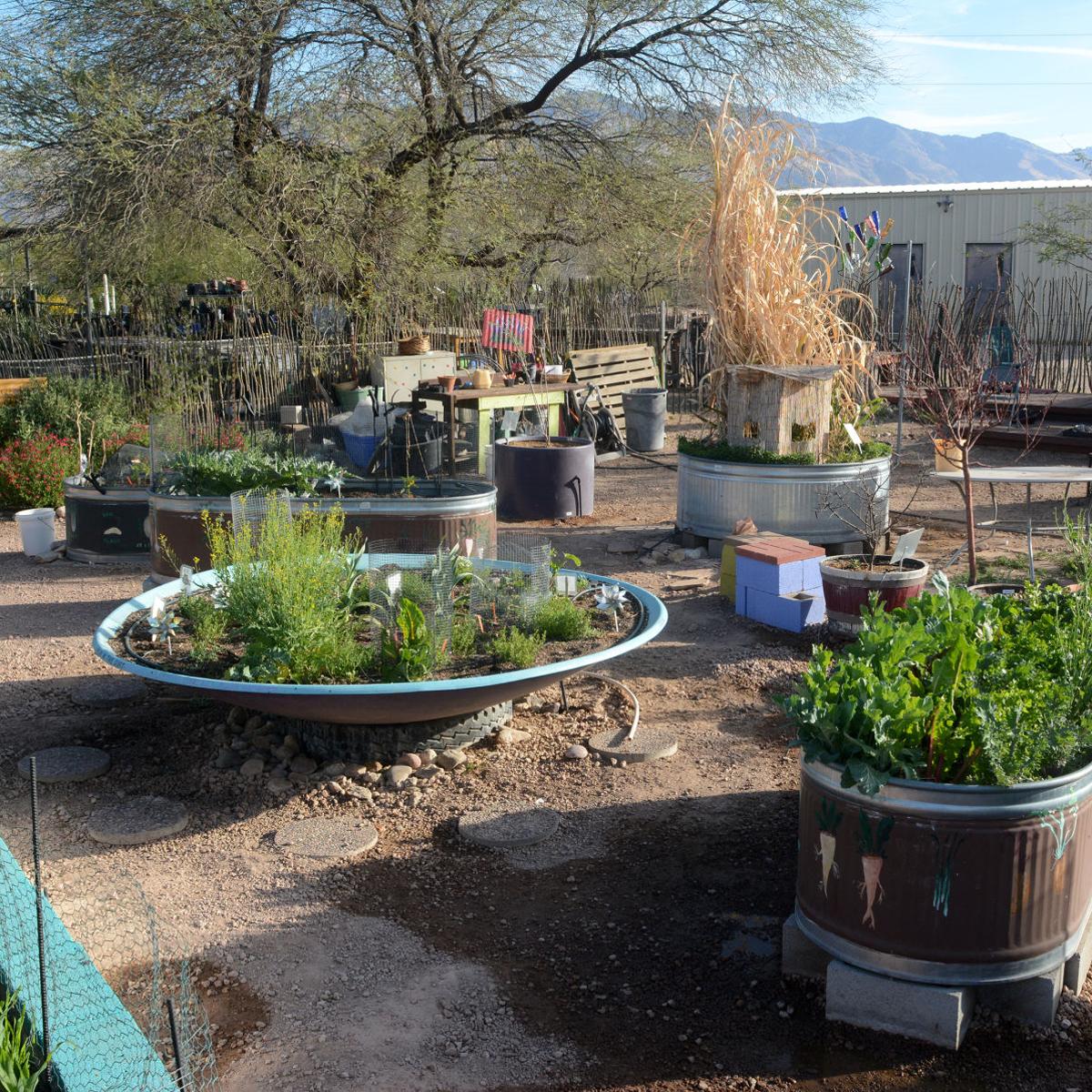 5 Tips For Container Gardening In The Desert Heat Tucson