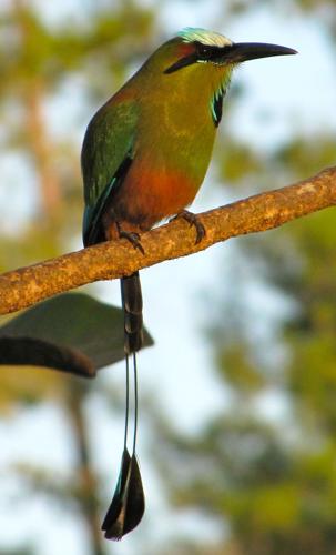 Birding_1.jpg