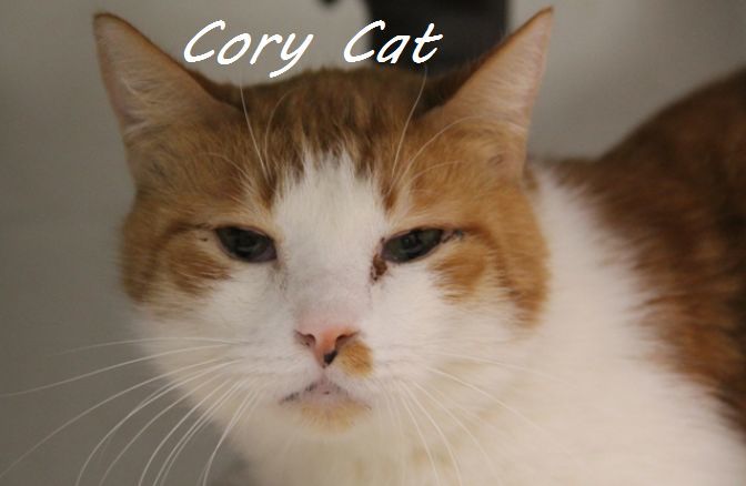 Adopt a friend: Cory Cat