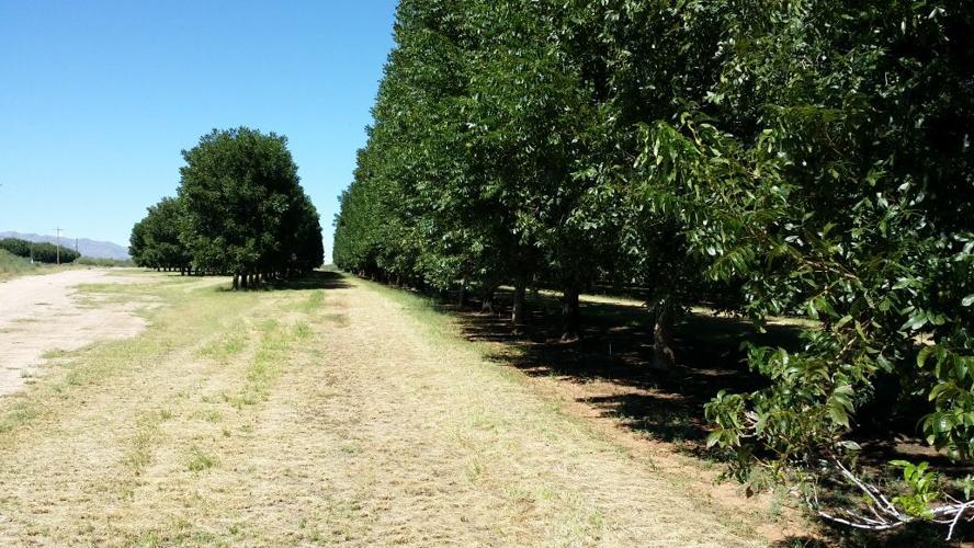 Cochise County pecan orchards sold to Texas company
