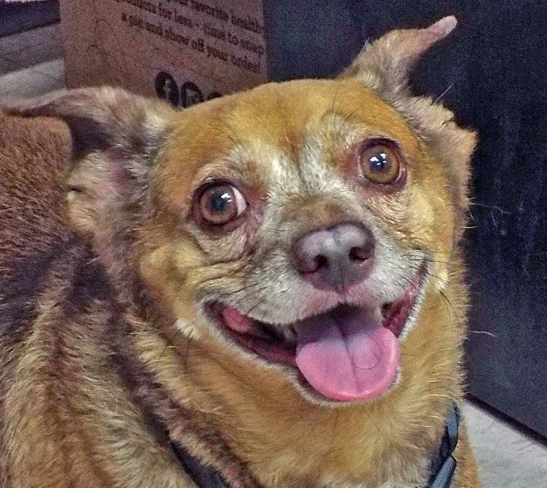 Adopt a Friend - Mr. Buddy