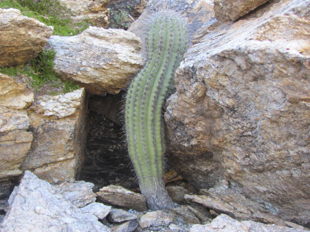 Saguaro finds its niche