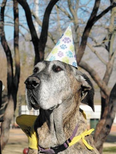 Parties for pets  
