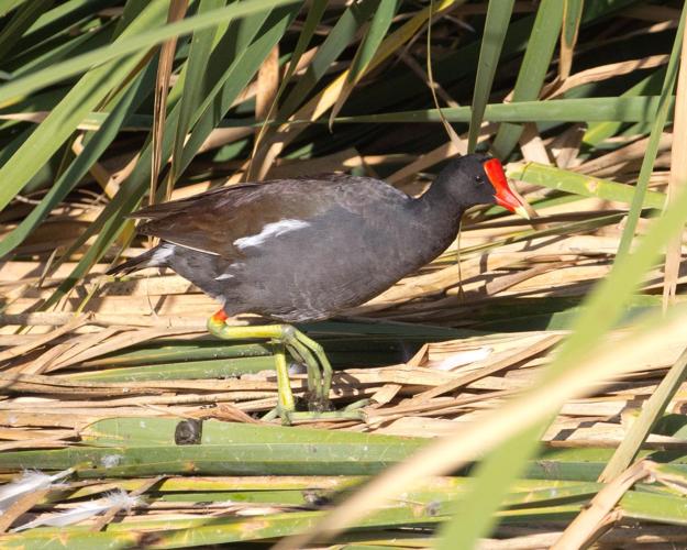 Common gallinule