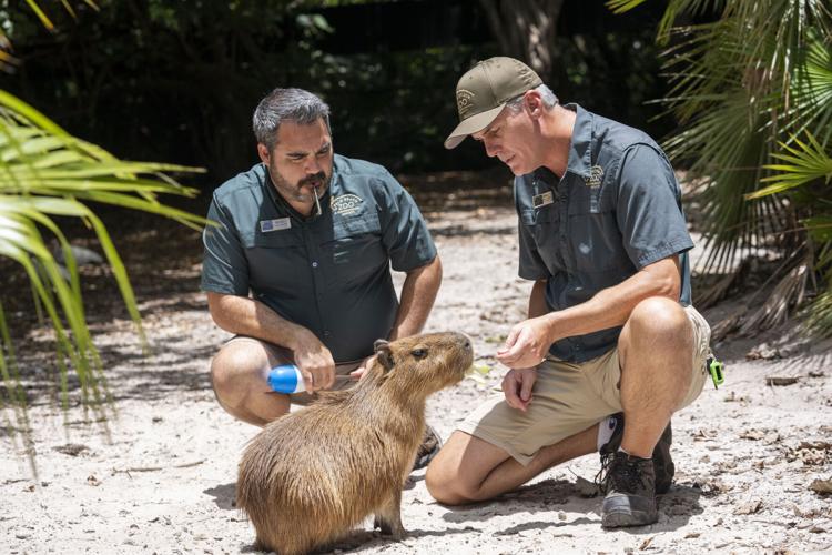 Florida Capybara Breeding