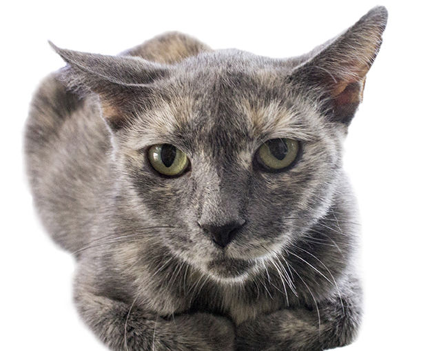 Adopt a Friend - Sangria