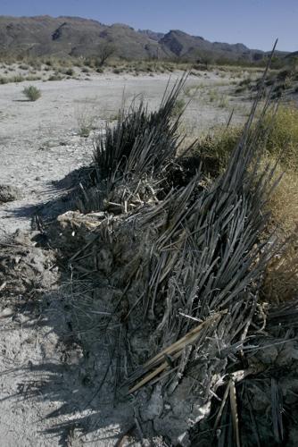 Drought plus low spring flow take toll at Agua Caliente Park    