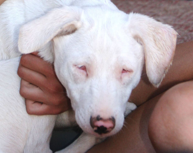Adopt a pet