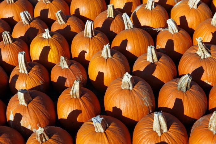 The great pumpkins