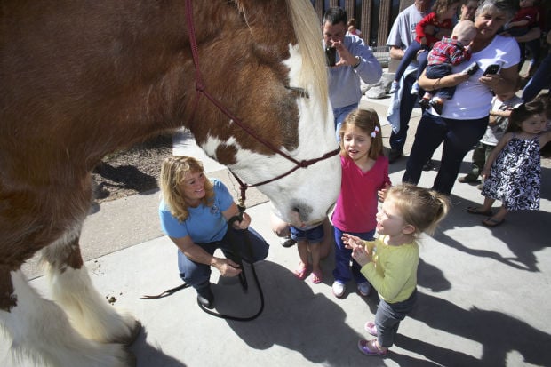 Step Up Into TLC horses