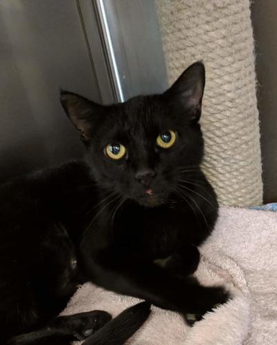 Adopt a friend: Gink
