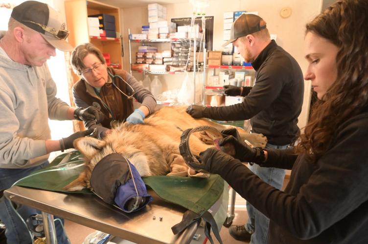 Wolf numbers in Arizona, New Mexico approach threshold for downlisting