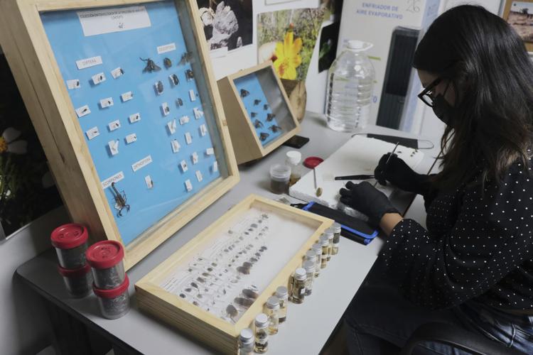 Mexico Disappeared Science