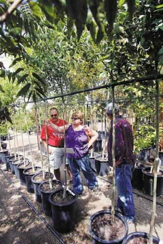 Warmth, wind mean misery as allergy season starts early  