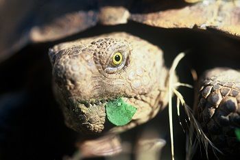 Desert tortoise program