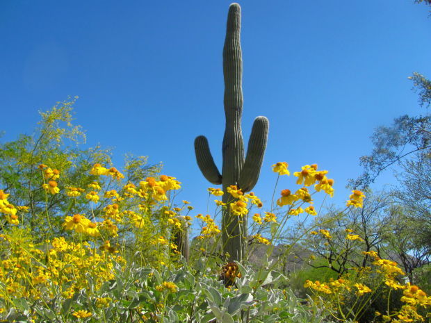 Blooms and greenery in Sabino Canyon