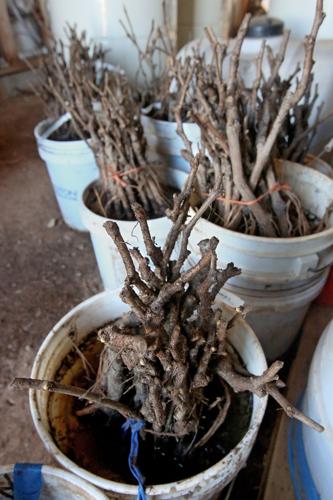 Flying Leap Vineyards