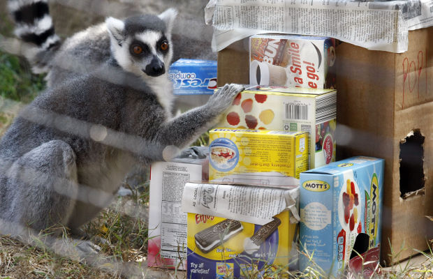 Animal shots of the week