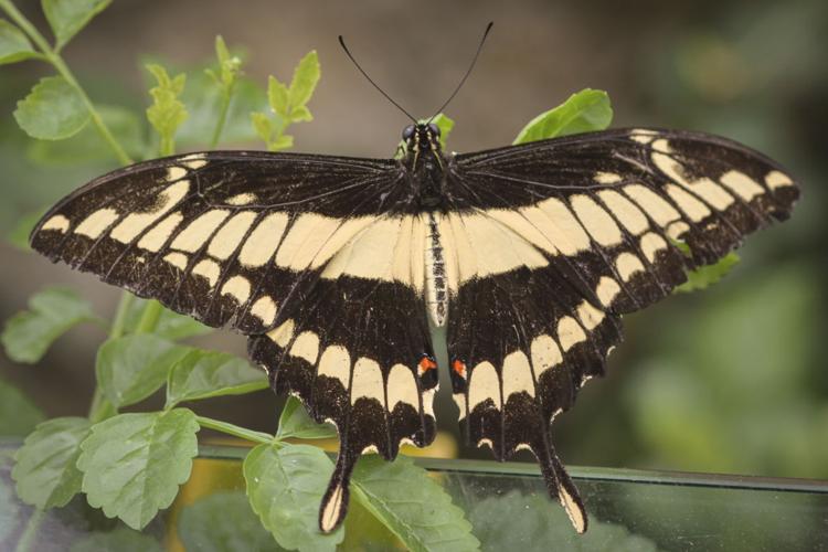 Katy Prudic and eButterfly