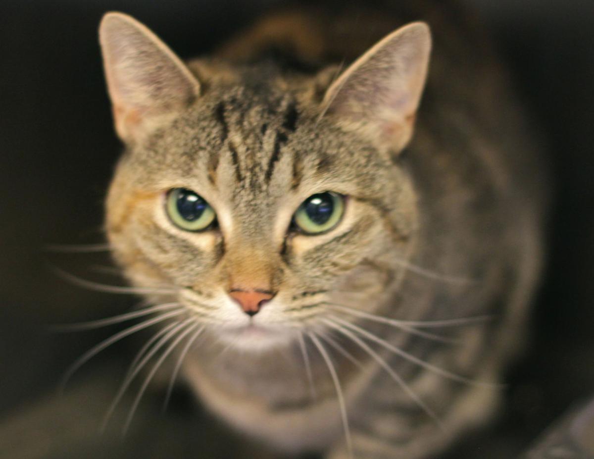 Adopt a Friend - Sassy