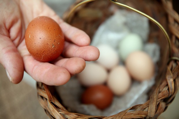 No chickening out for this farmer    