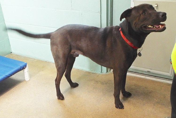 Adopt a friend: Marc