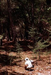 Will Cyprus trees survive without watering?
