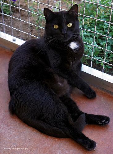 Adopt a friend: Rapscallion