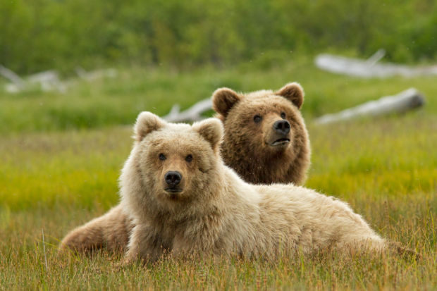'Bears'