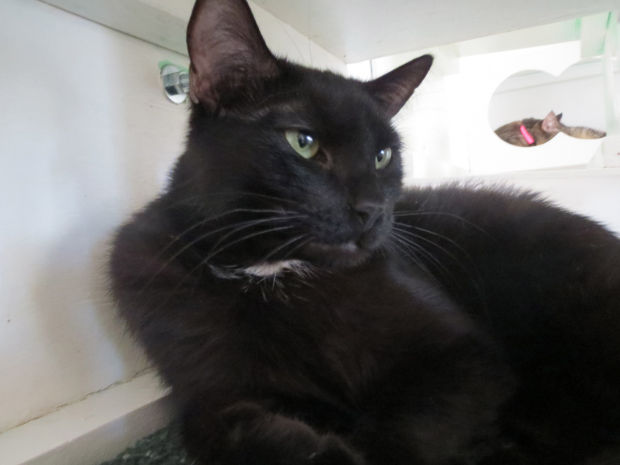 030614-cal-pets-p13