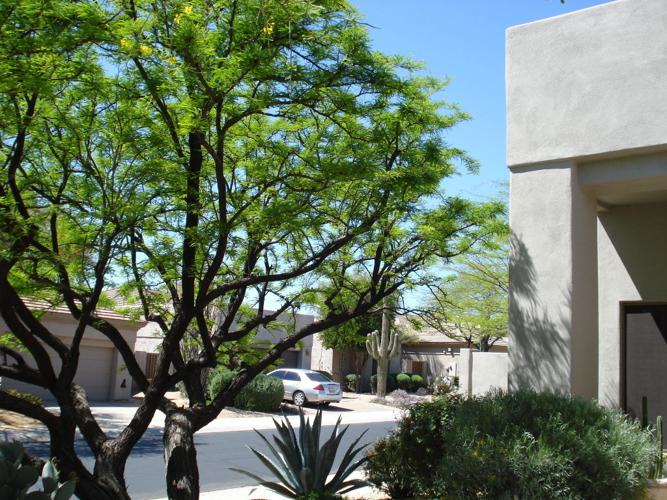 Cutting roots in drain creates continuing problem