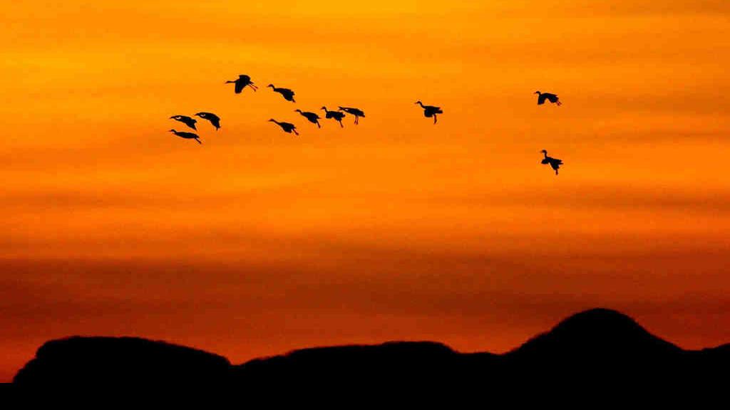 Photos Sandhilll cranes return to Arizona Galleries