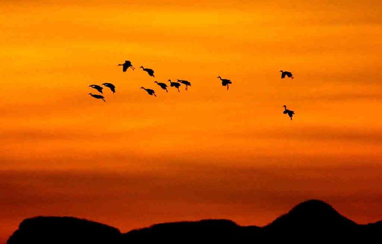 Sandhill cranes in Arizona