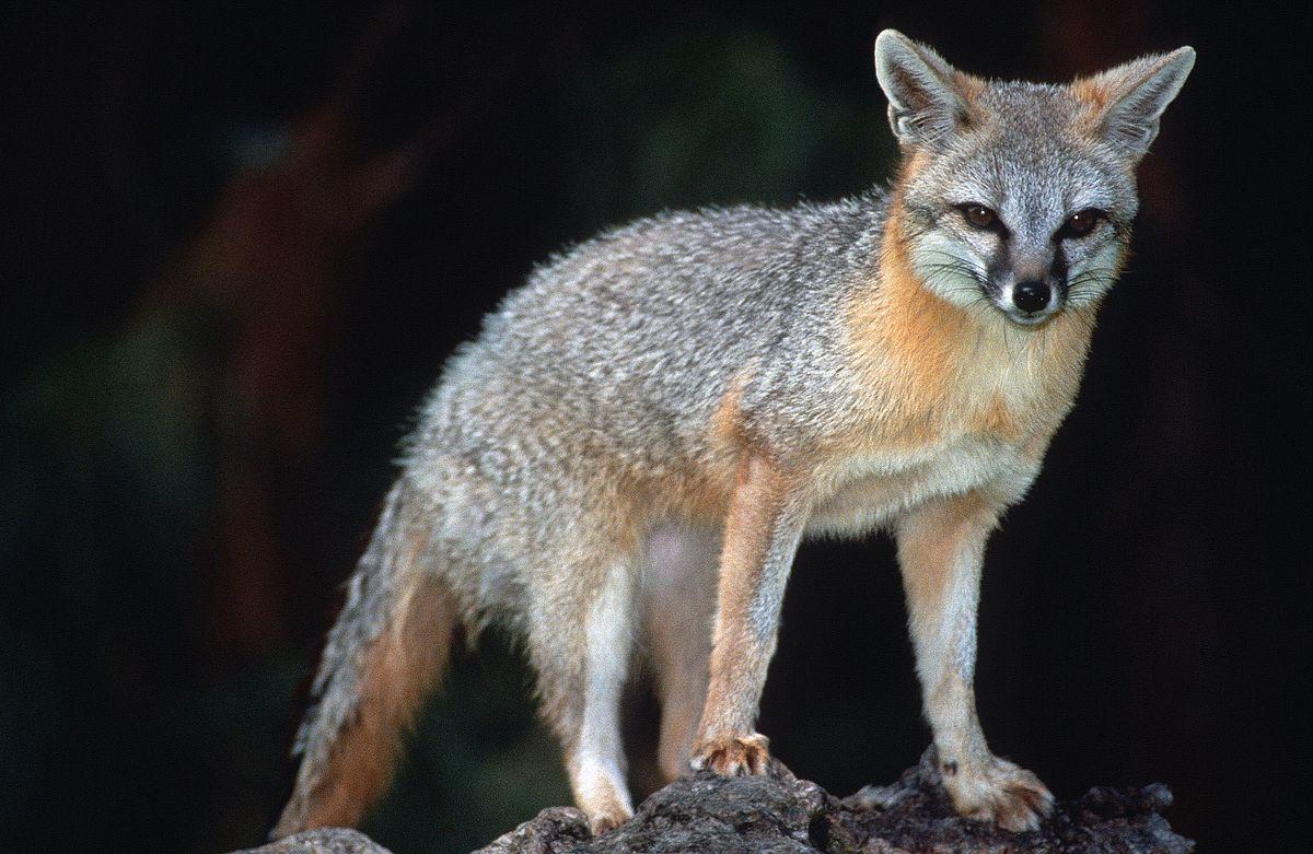 Fox that bit boy, 9, today at Chiricahua National Monument likely rabid