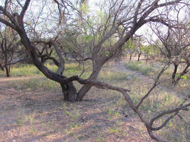 Mesquite tree at McDonald Park