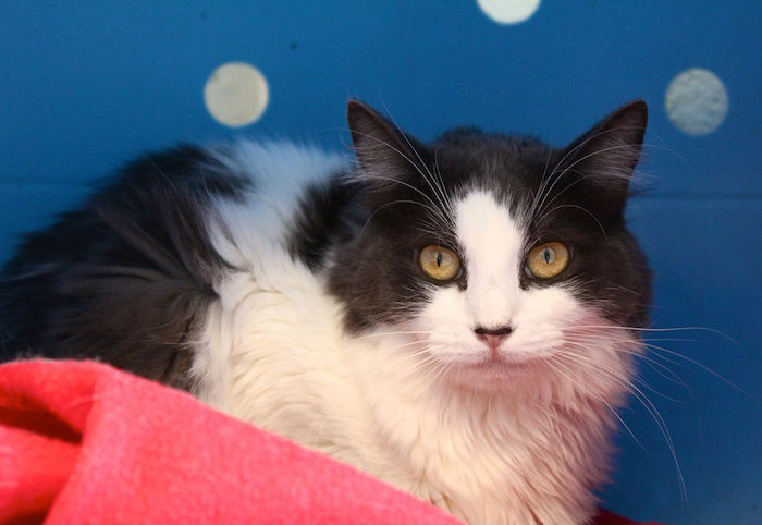 Adopt A Friend: Izzy