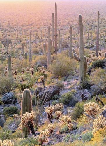 Cactus: Saguaro illustrated  