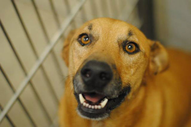 Pima Animal Care Center