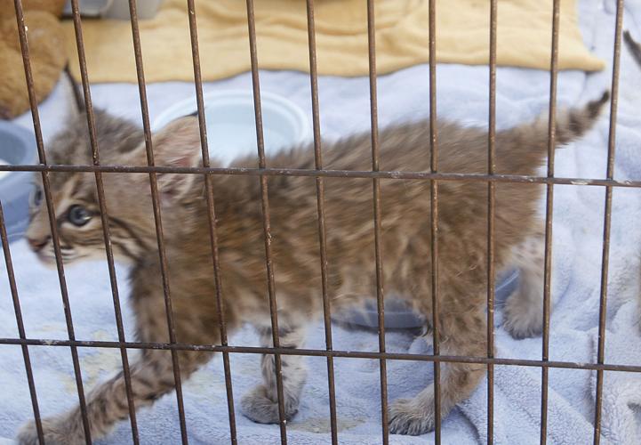 Baby bobcat