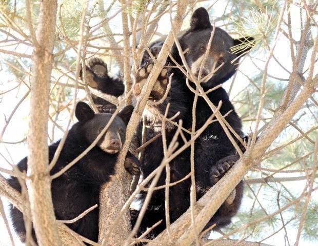 Black bears