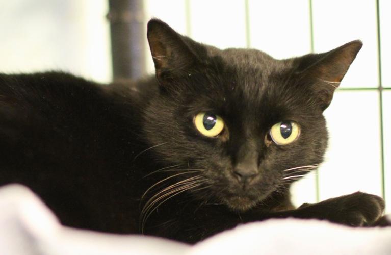 Adopt A Friend: Midnight