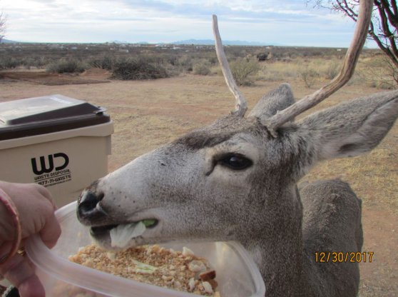 The buck feeding stops here: Arizona Game and Fish issues warning