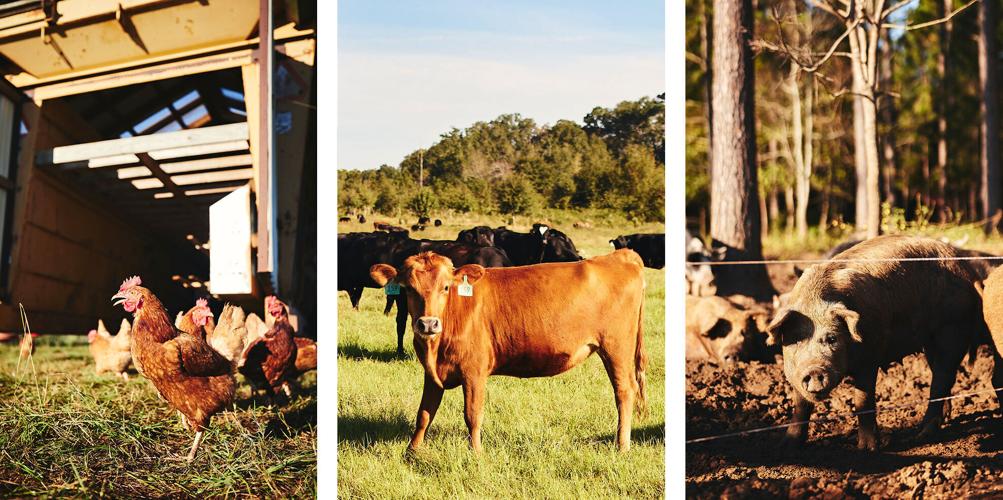 White Oak Pastures - livestock